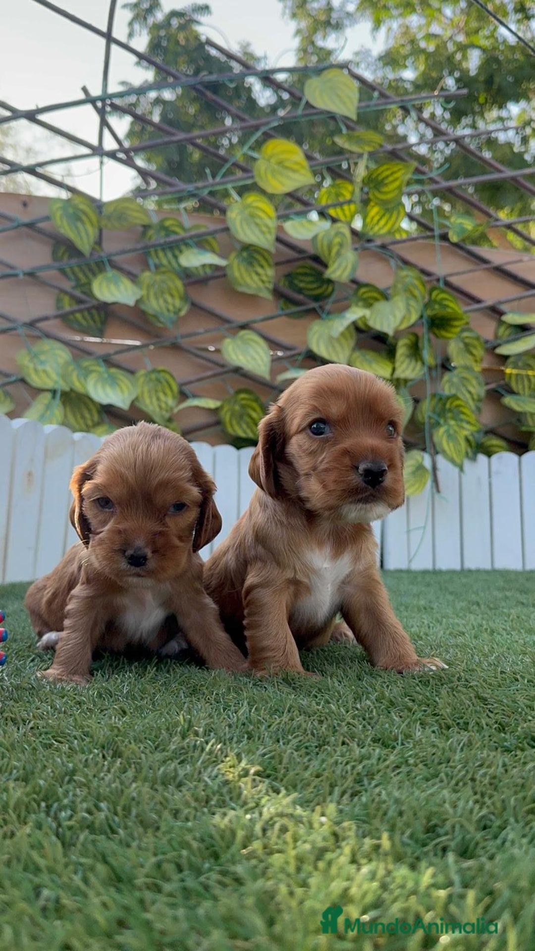 Cocker Spaniel Inglés perros en venta: COCKER SPANIEL INGLES MACHO  - Imagen 10