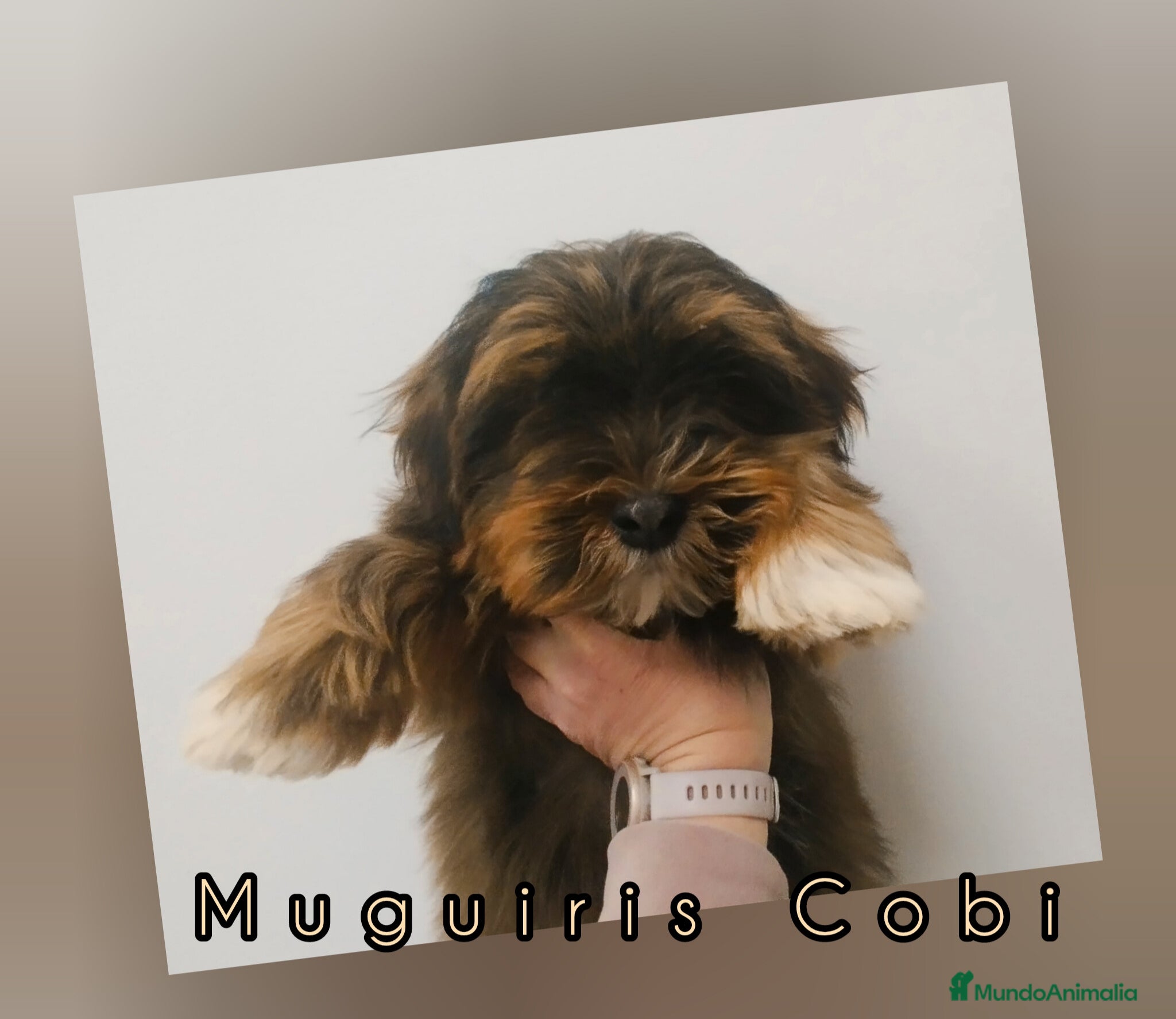 Bichón Habanero perros Muguiris Cobi - Anuncio 1