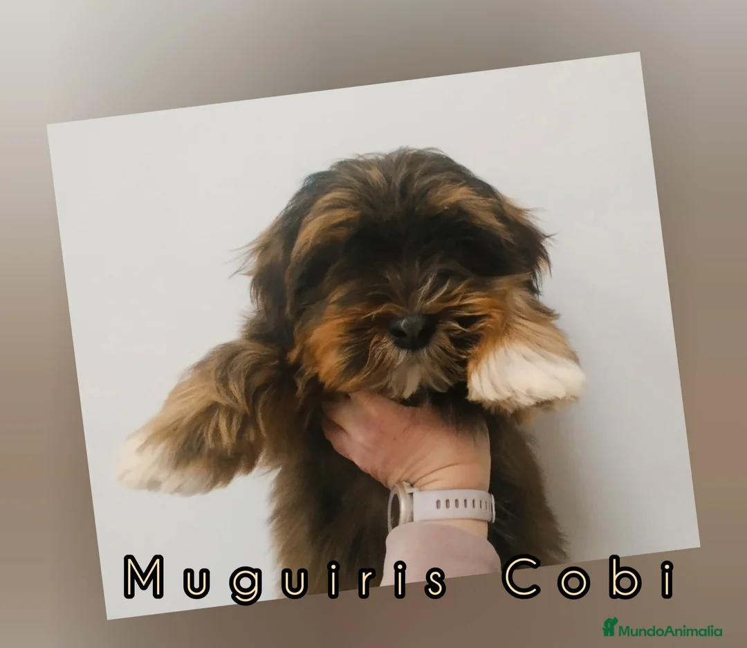 Bichón Habanero perros en venta: Muguiris Cobi - Anuncio 1