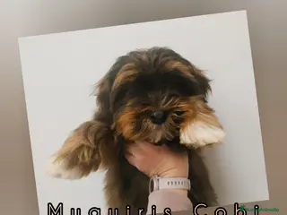 Bichón Habanero perros Muguiris Cobi - Anuncio 4