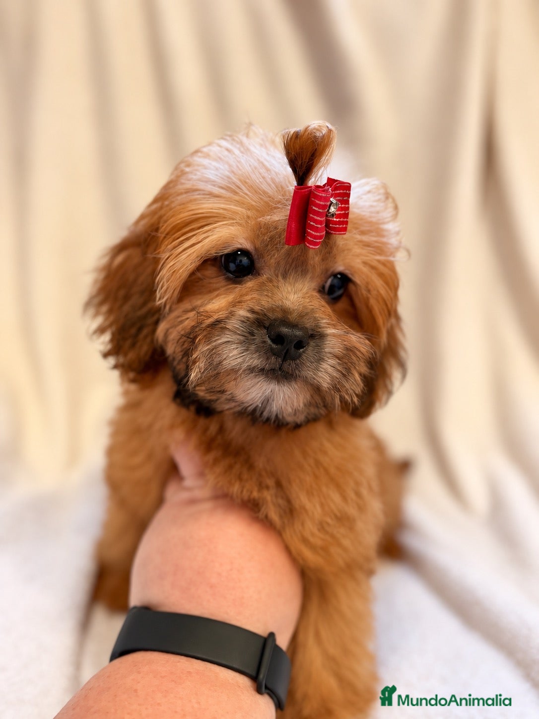 Shihpoo perros Soy Miranda una ShihPoo Divina!!  - Anuncio 2
