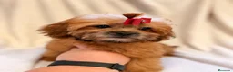 Shihpoo perros en venta: Soy Miranda una ShihPoo Divina!!  - Anuncio 1