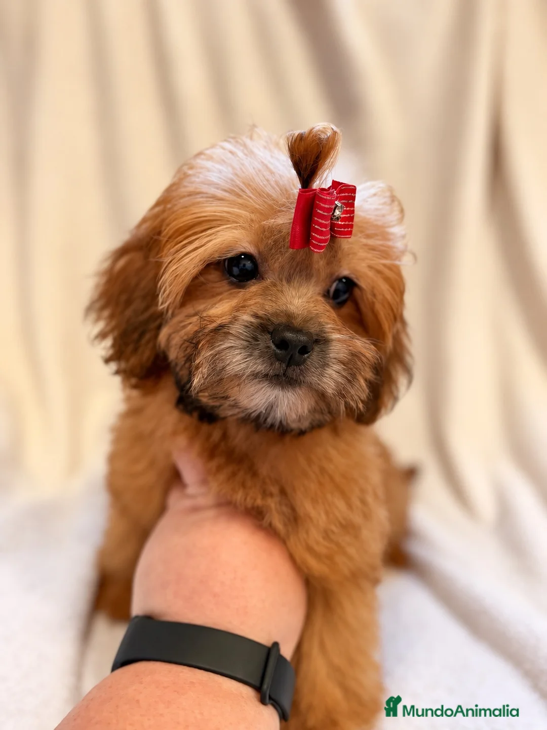 Shihpoo perros en venta: Soy Miranda una ShihPoo Divina!!  - Anuncio 1