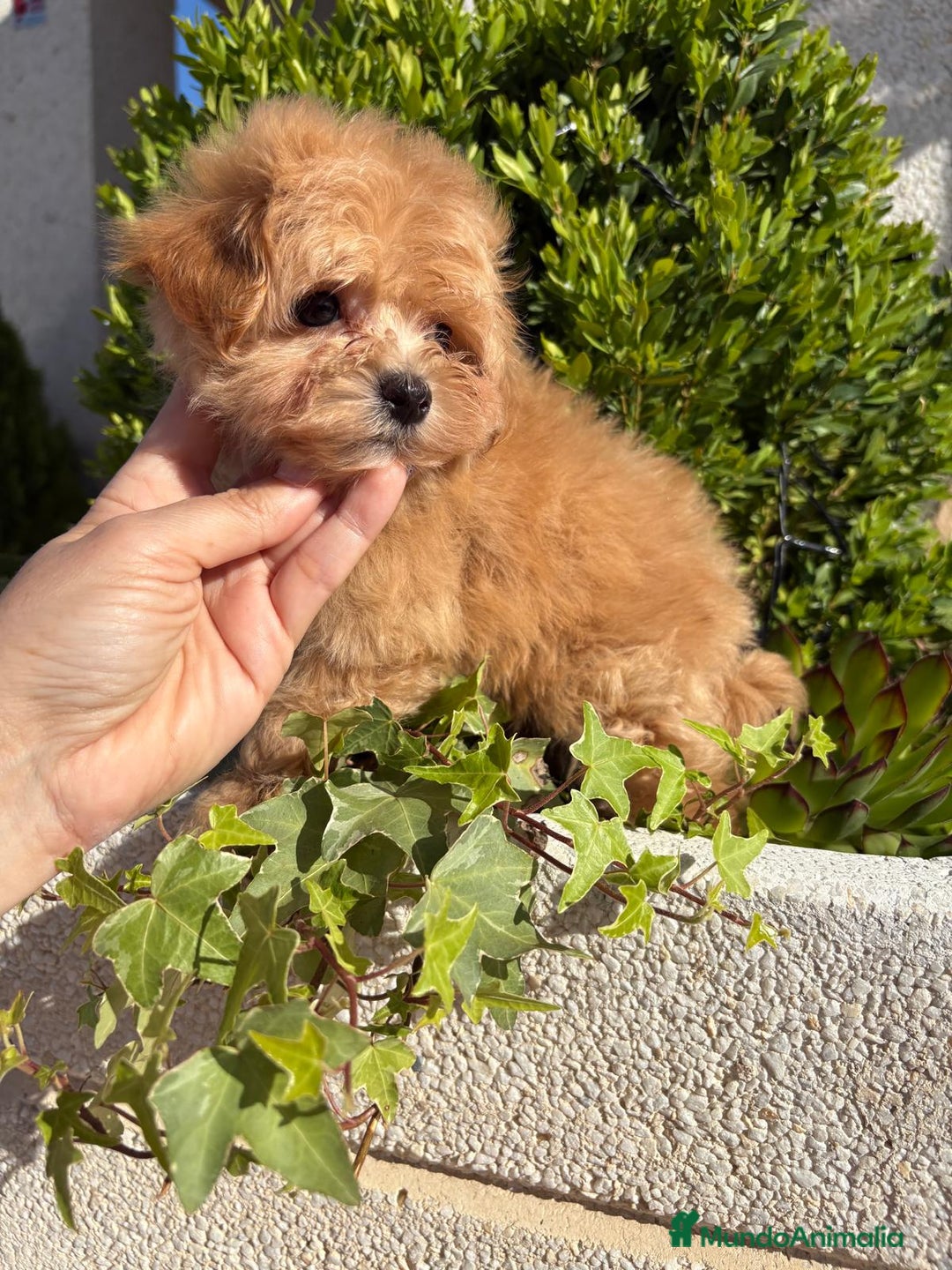 Maltipoo perros en venta: Maltipoo - Imagen 5
