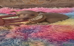 Pequeño Lebrel Italiano perros en venta: Lebrel italiano Piccolo galgo miniatura  - Imagen 4