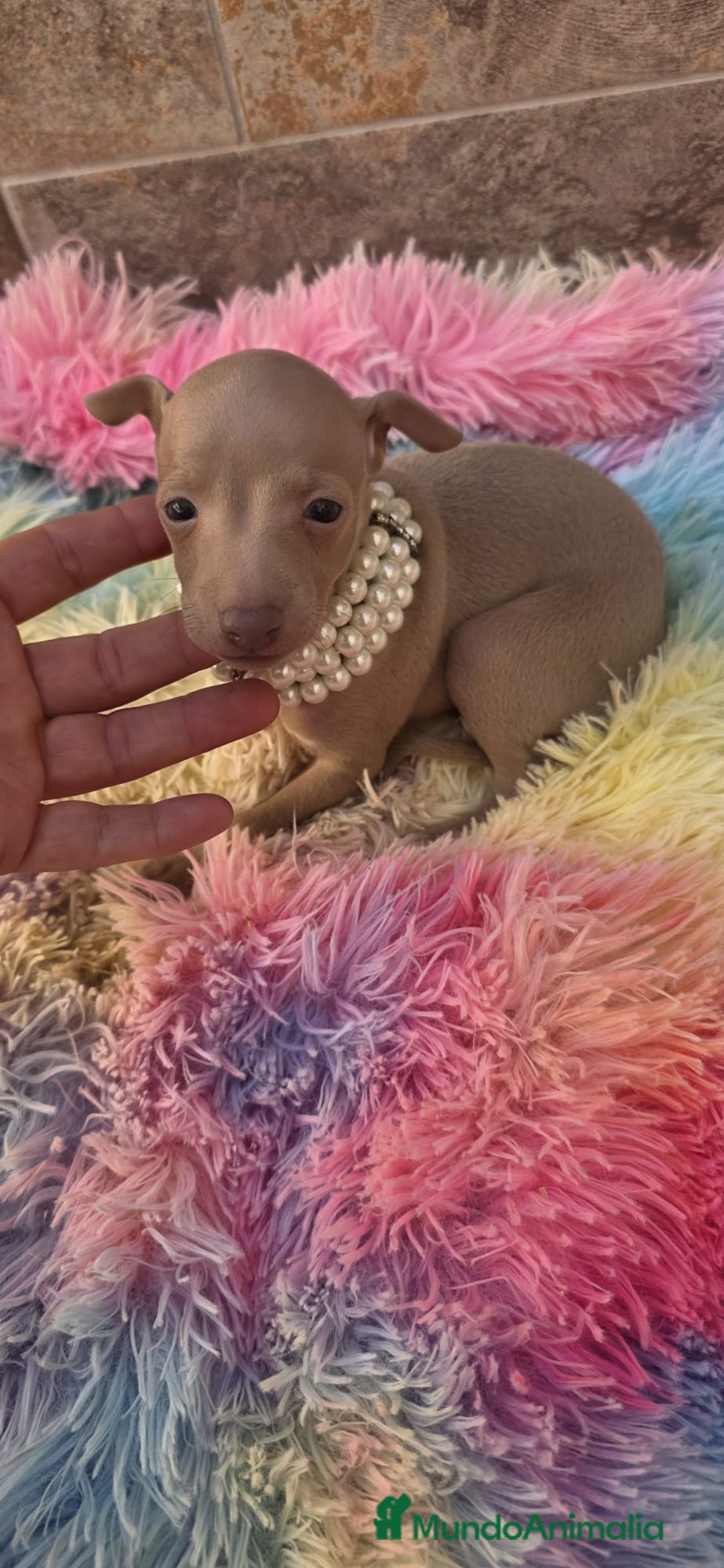 Pequeño Lebrel Italiano perros en venta: Lebrel italiano Piccolo galgo miniatura  - Imagen 4