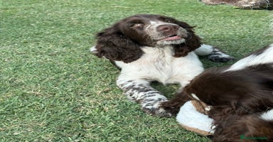 English Springer Spaniel perros - Anuncio 2