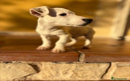 Jack Russell Terrier perros en venta: Cachorros de Jack russell  - Anuncio 12