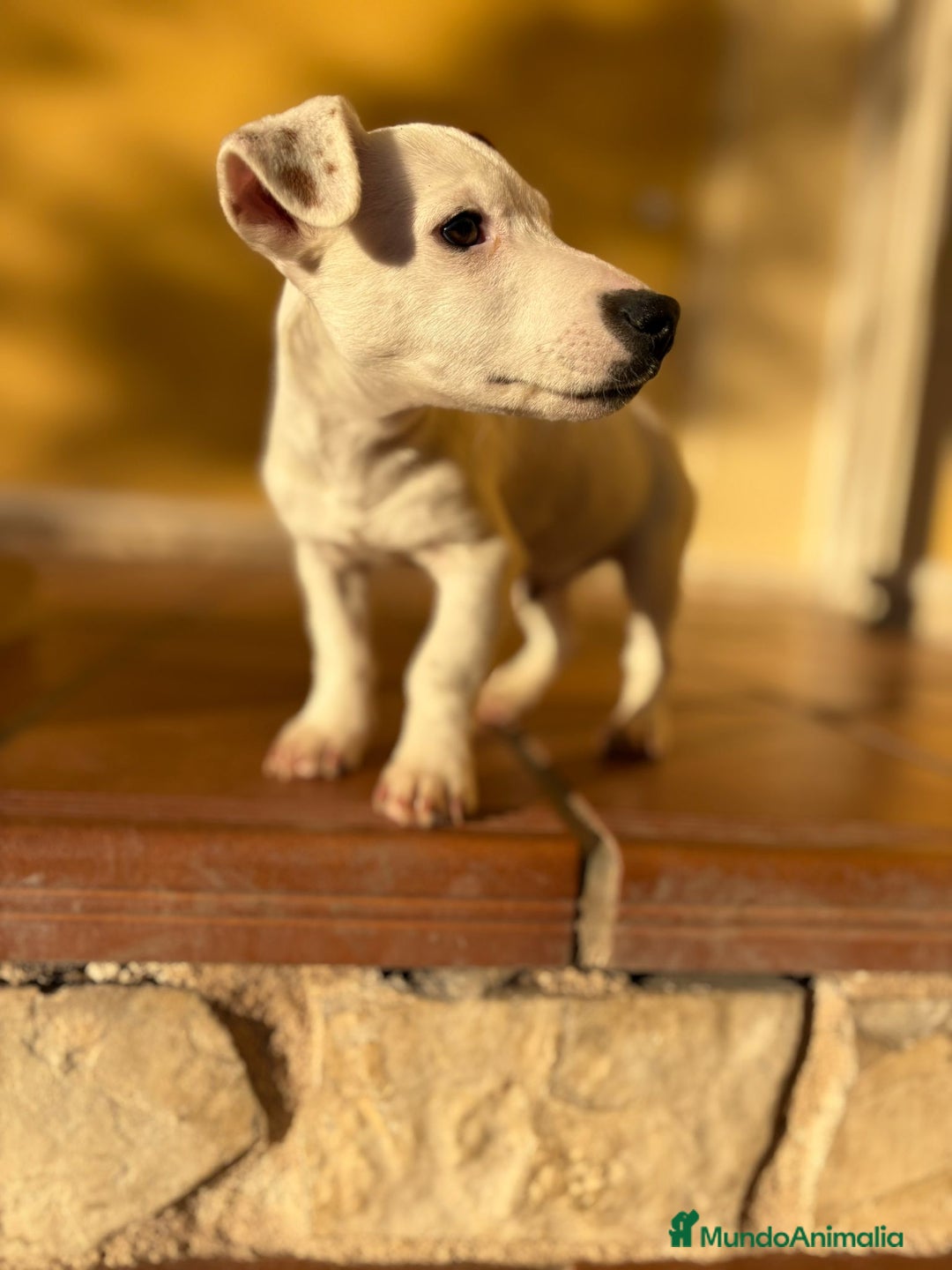 Jack Russell Terrier perros en venta: Cachorros de Jack russell  - Anuncio 12