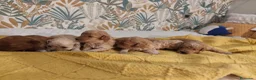 Caniche Toy perros en venta: Caniches PraoToro  en Zaragoza - Anuncio 8