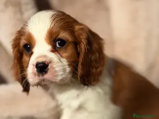 Cavalier King Charles Spaniel perros Cavalier Blenheim macho - Anuncio 1
