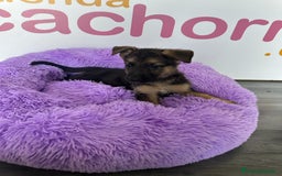 Pastor Alemán perros en venta: PASTOR ALEMÁN - Imagen 1