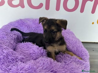 Pastor Alemán perros - Anuncio 7