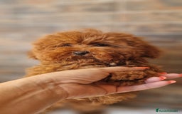 Caniche Toy perros en venta: MACHO CANICHE TOY - Imagen 1