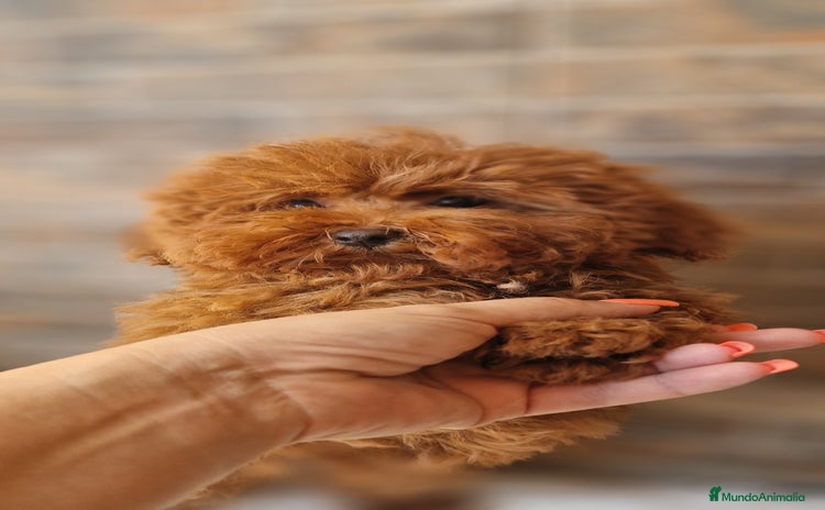 Caniche Toy perros - Anuncio 2