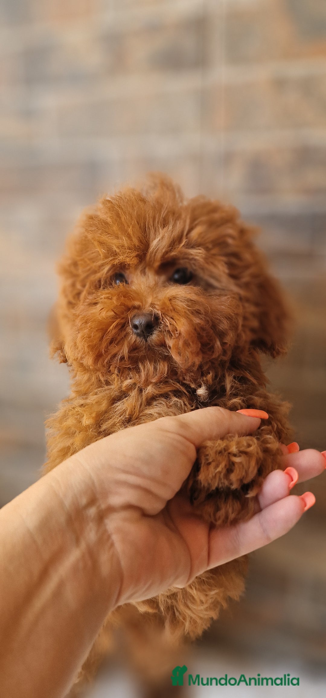 Caniche Toy perros en venta: MACHO CANICHE TOY - Imagen 1