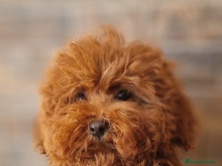 Caniche Toy perros - Anuncio 3