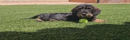 Teckel Miniatura perros en venta: Teckel kanichen pelo duro  - Anuncio 2