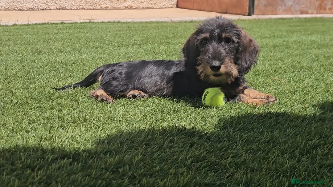 Teckel Miniatura perros en venta: Teckel kanichen pelo duro  - Anuncio 2