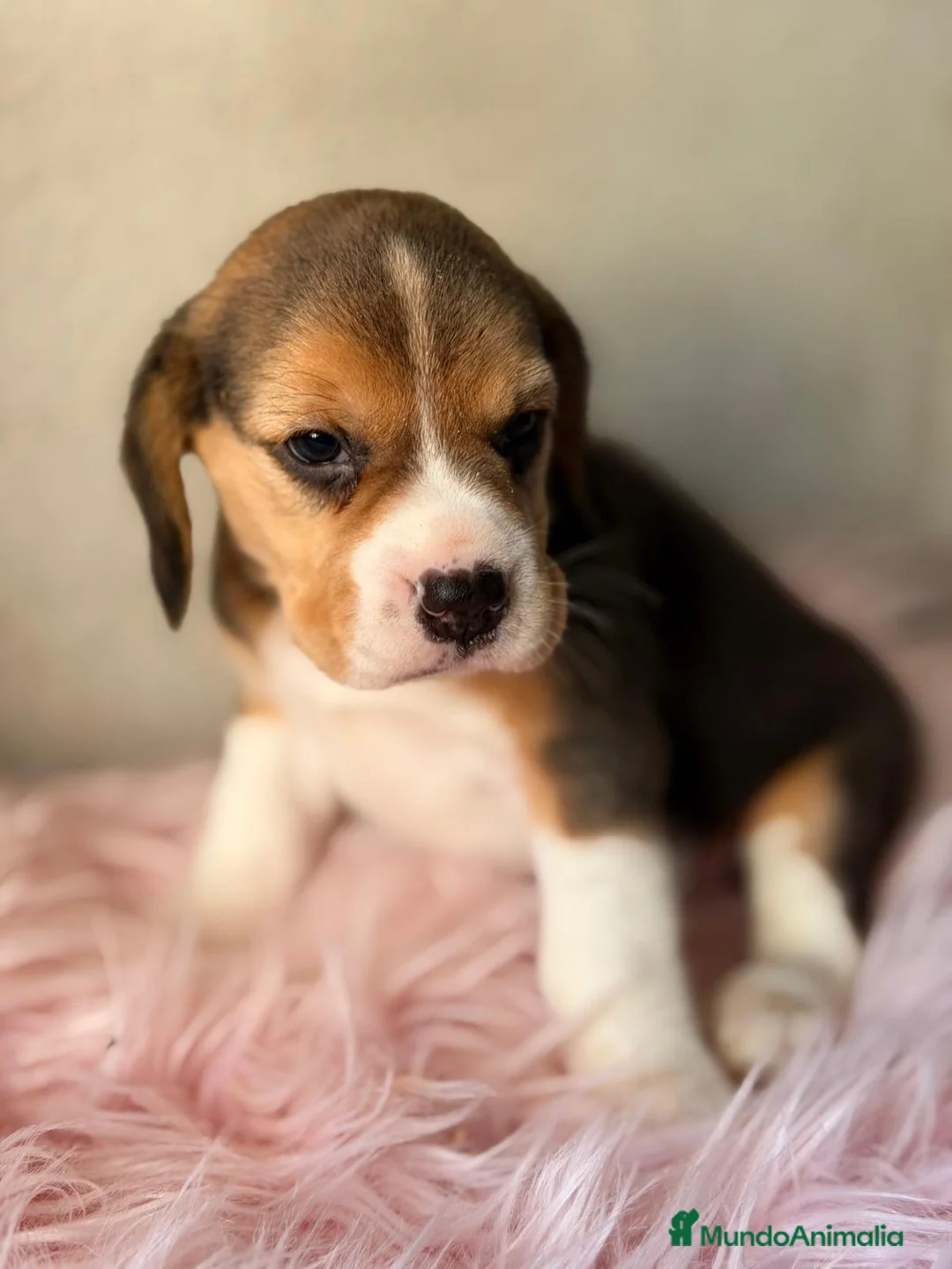 Beagle perros en venta: BEAGLE TRICOLOR  - Anuncio 2