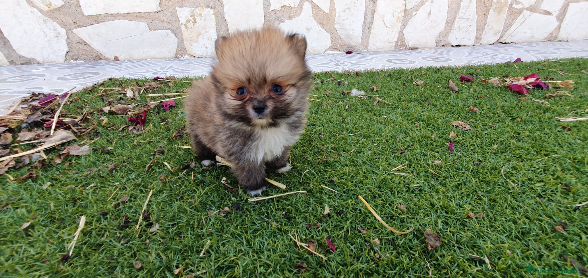 Pomerania perros Pomerania Toy Top  - Anuncio 2