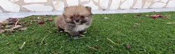Pomerania perros en venta: Pomerania Toy Top  - Anuncio 2