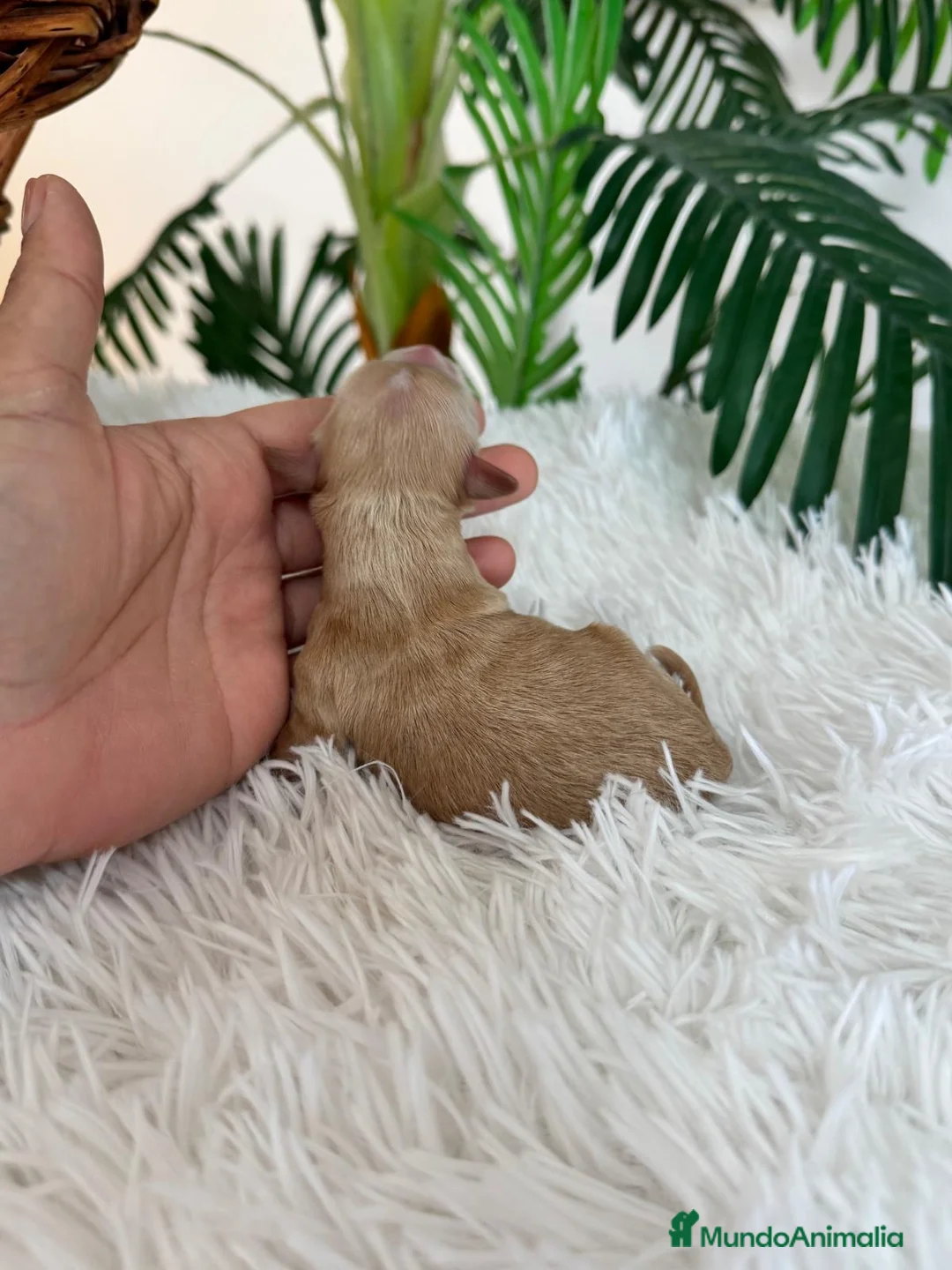 Maltipoo perros en venta: MALTIPOO MACHO - Anuncio 9