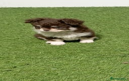 Pekinés perros en venta: PEKINÉS - Imagen 1
