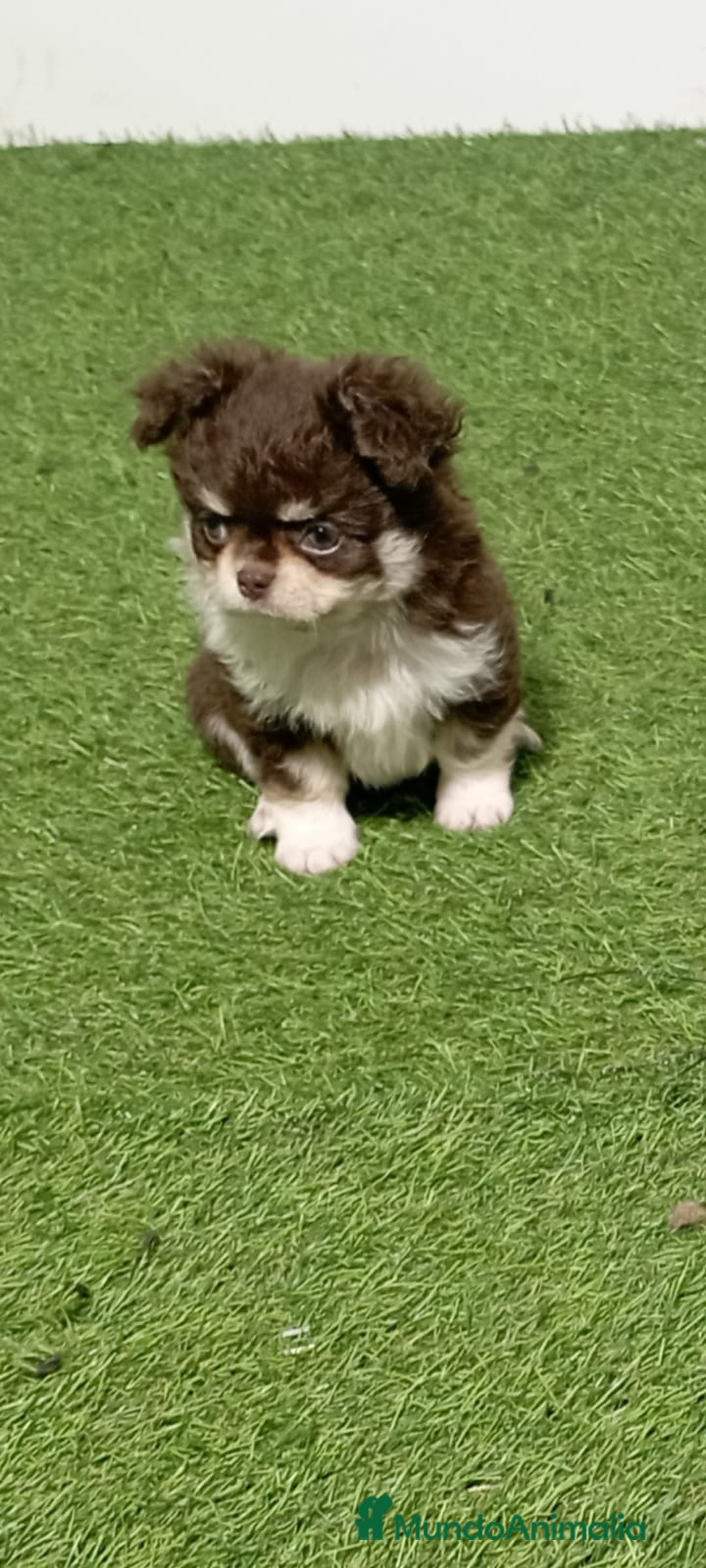 Pekinés perros en venta: PEKINÉS - Imagen 1