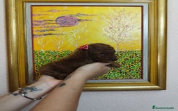 Caniche Toy perros en venta: CANICHE ROJO EXCLUSIVOS - Anuncio 2