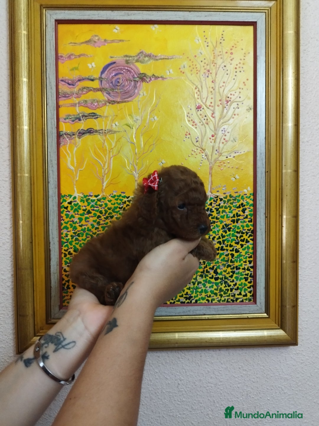 Caniche Toy perros en venta: CANICHE ROJO EXCLUSIVOS - Anuncio 2