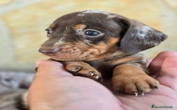 Teckel Miniatura perros en venta: Teckel arlequin chocolate - Imagen 2