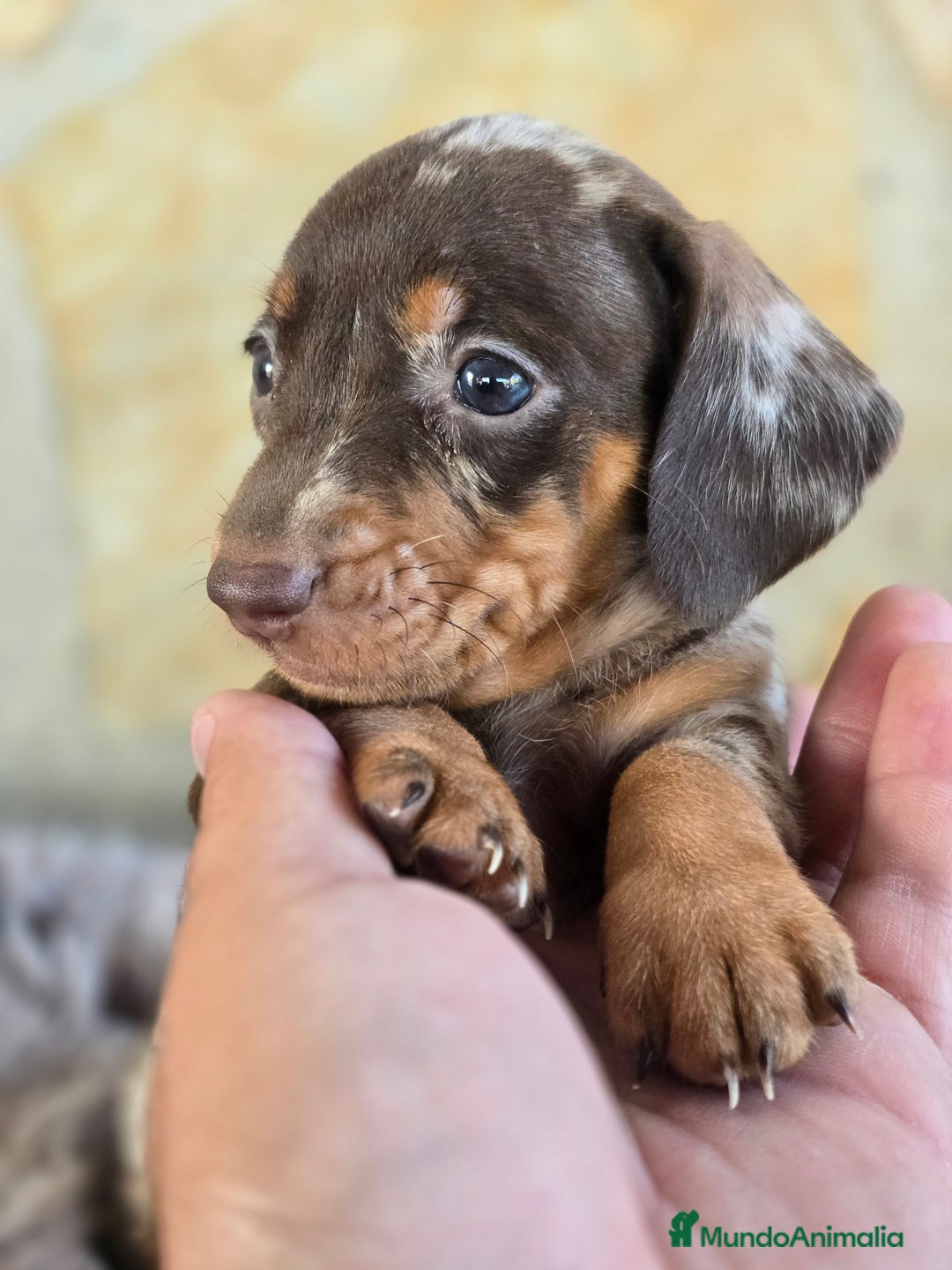 Teckel Miniatura perros en venta: Teckel arlequin chocolate - Imagen 2