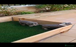 American Staffordshire-Terrier perros en venta: American estanford  - Anuncio 2