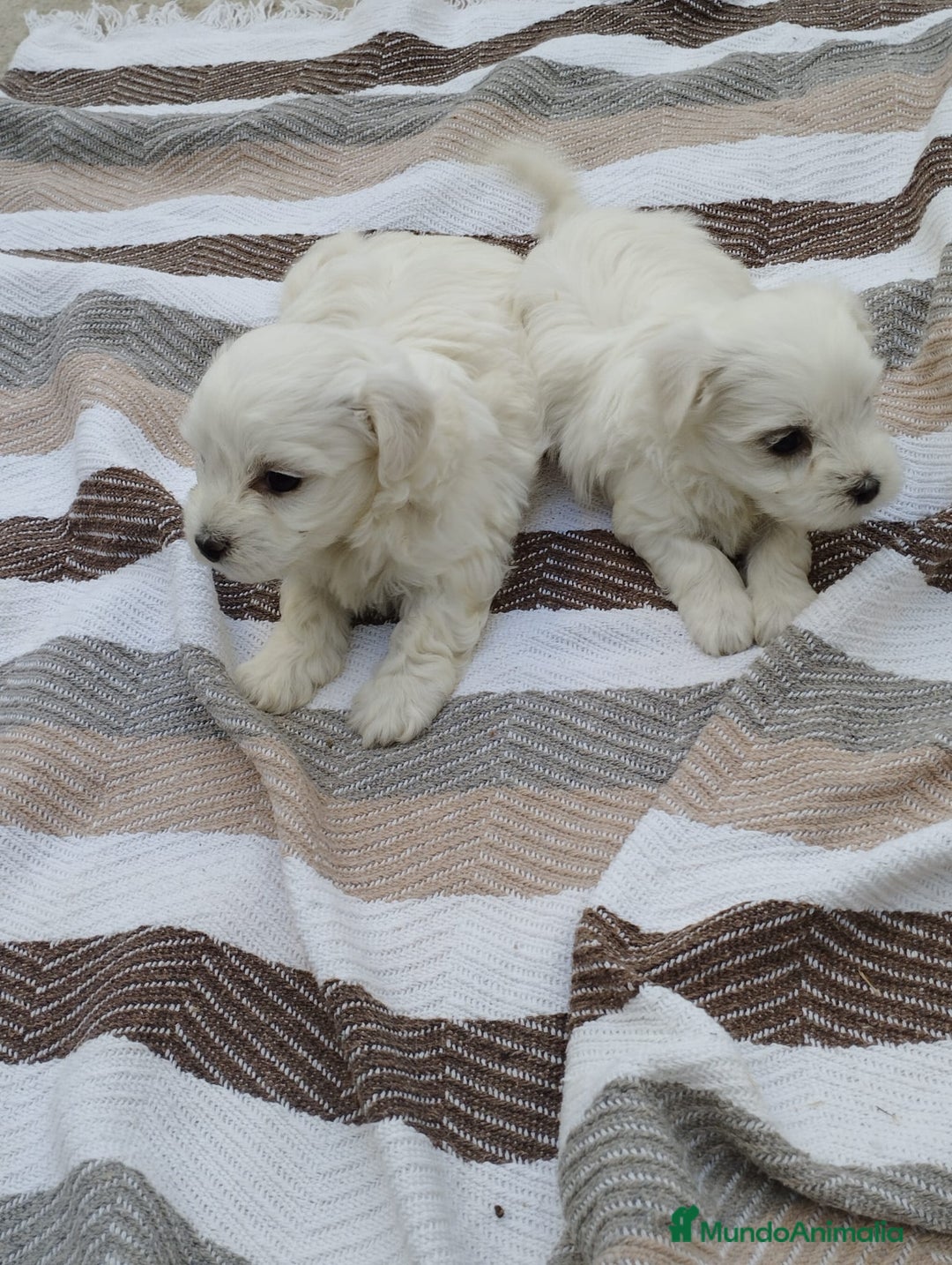 Bichón Maltés perros en venta: Macho bicho maltes  - Imagen 4