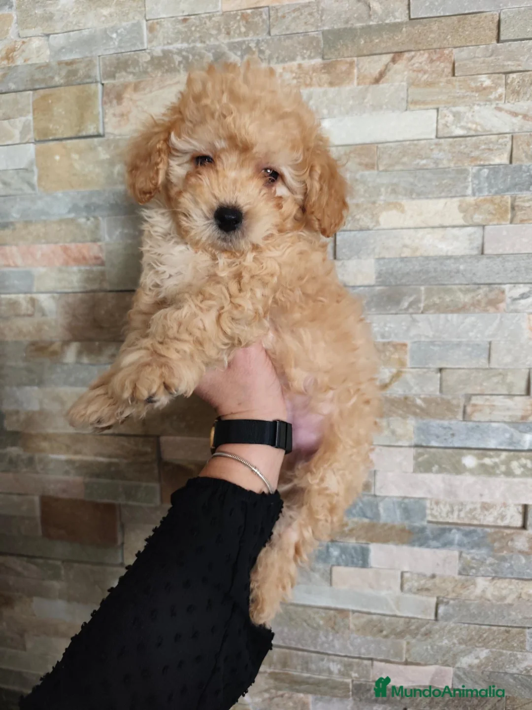 Raza Mixta perros en venta: Ultimo caniche toy en Madrid - Anuncio 2