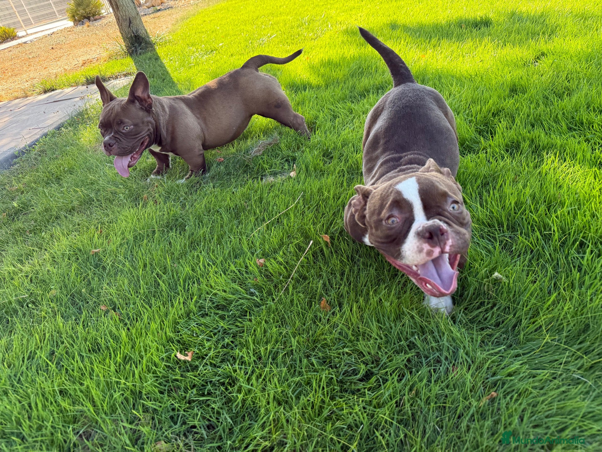 American Bully perros CACHORRITAS AMERICAN BULLY MICRO 7 MESES  - Anuncio 1