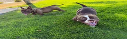American Bully perros en venta: CACHORRITAS AMERICAN BULLY MICRO 7 MESES  en Madrid - Anuncio 1