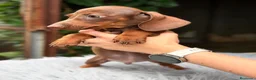 Teckel Miniatura perros en venta: Teckel mini chocolate  - Anuncio 2