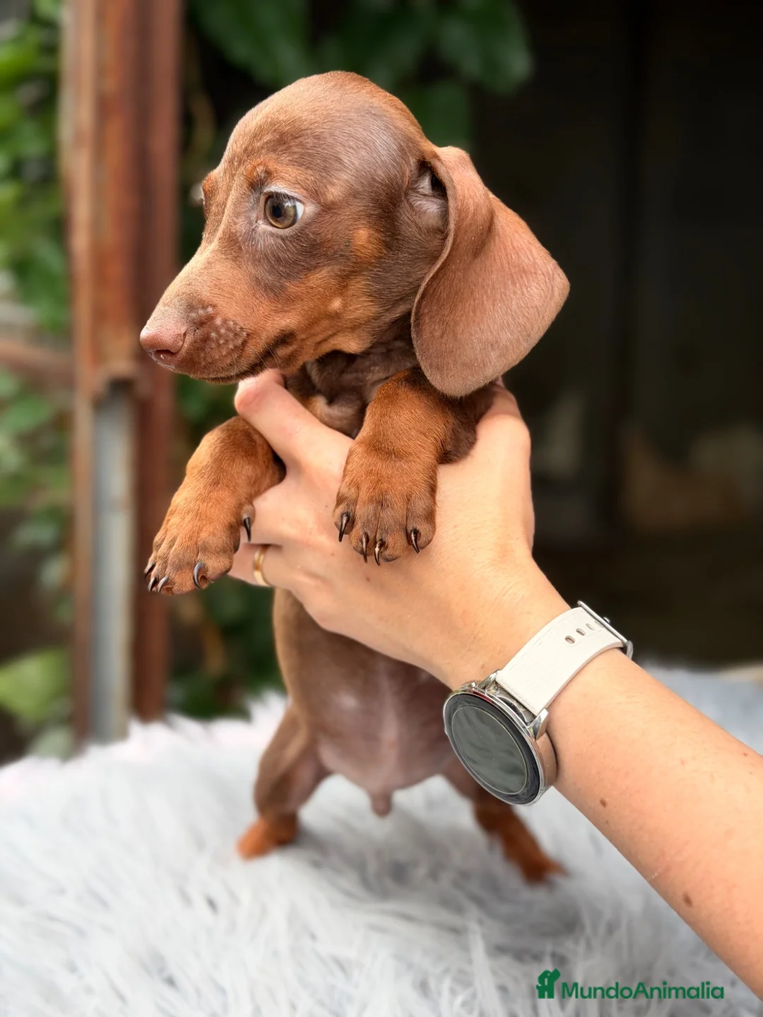 Teckel Miniatura perros en venta: Teckel mini chocolate  - Anuncio 2