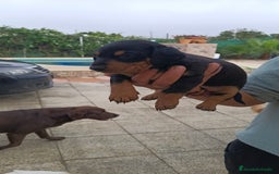 Teckel Miniatura perros en venta: Macho de teke kaninchen  - Anuncio 1
