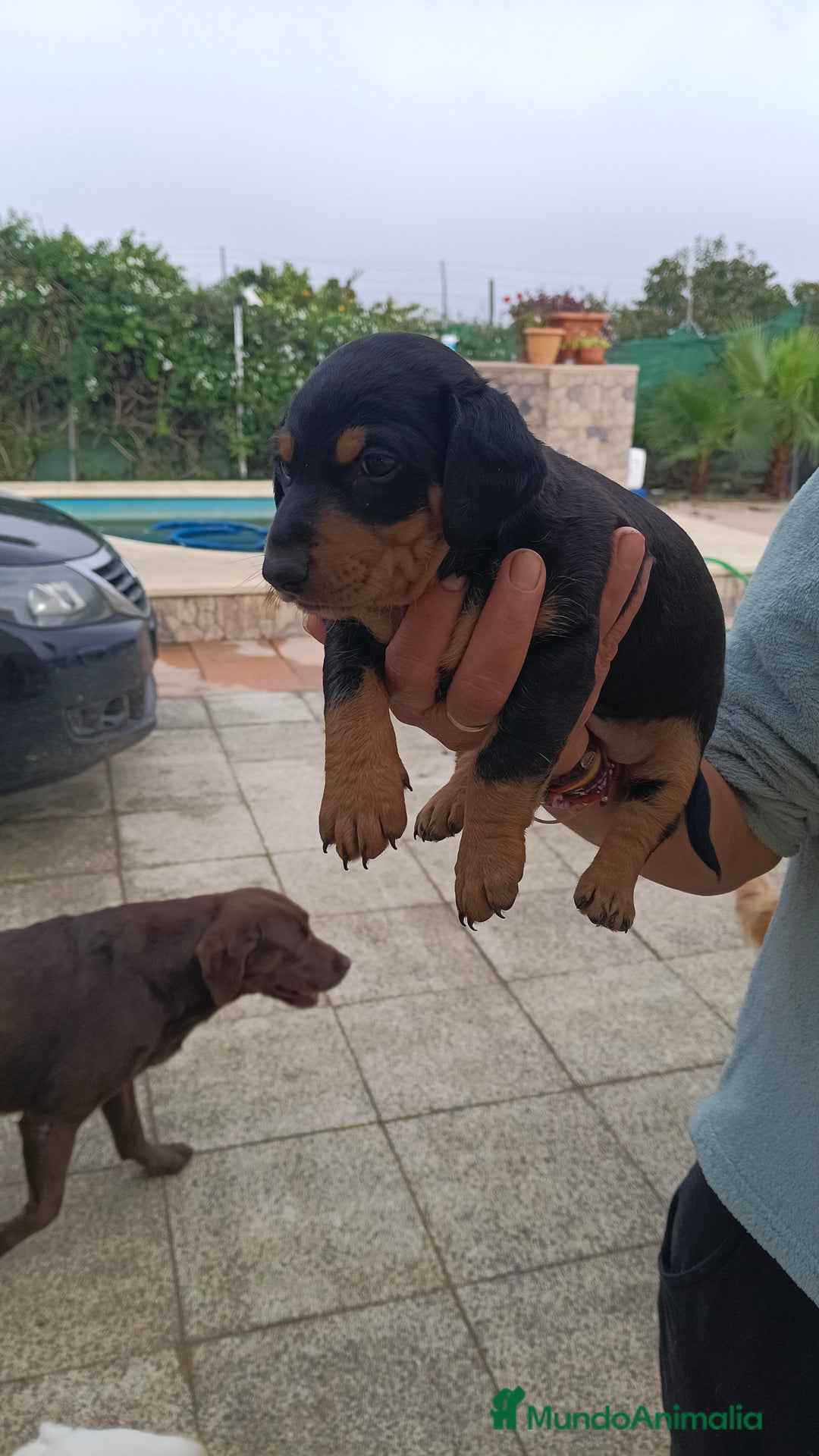 Teckel Miniatura perros en venta: Macho de teke kaninchen  - Anuncio 1