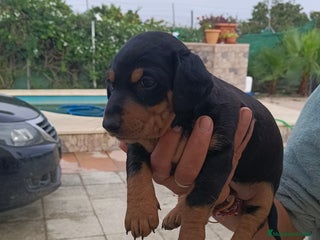 Teckel Miniatura perros Macho de teke kaninchen - Anuncio 1
