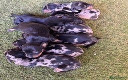 Teckel Miniatura perros en venta: Venta de teckel - Imagen 3