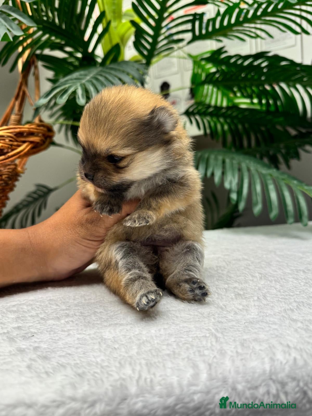 Pomerania perros POMERANIA 🎀 - Anuncio 1