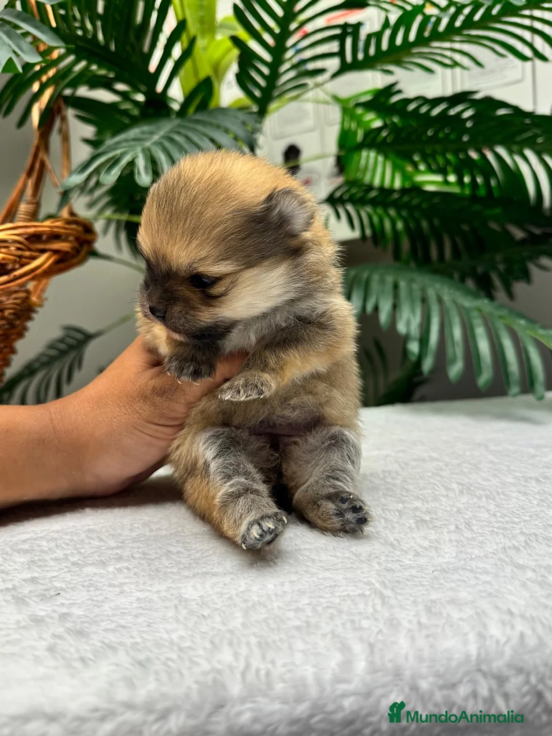 Pomerania perros en venta: POMERANIA 🎀 - Anuncio 1