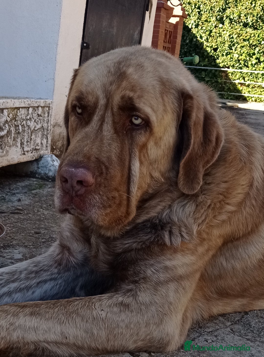 Mastín Español perros en venta: Cachorros de mastín español en Málaga - Anuncio 2