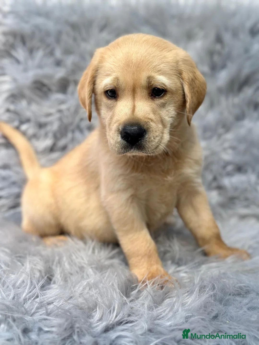 Labrador Retriever perros en venta: Labrador - Anuncio 3