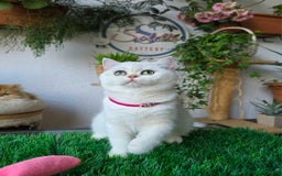 Británico de Pelo Corto gatos en venta: British  - Imagen 2