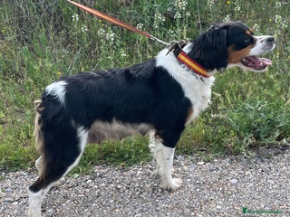 Épagneul Breton perros Epagneul Bretón - Anuncio 2